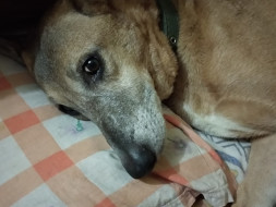Help Me Save My Pet Dog Mojo