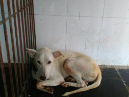 Funds For Lifetime Shelter For Shero