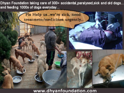 RESCUED DOGS SUFFERING FROM CRITICAL DISEASES NEED YOUR HELP