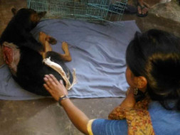 Help BOXER Get A New LIFE