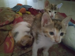 Help Raise Funds For Food/Vacinnes/Spaying Of Motherless Kittens