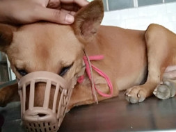 Help Molly...!!!