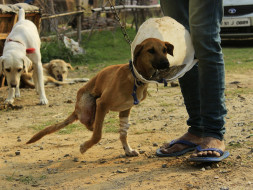 Help In The Treatment Of These Voiceless Furries