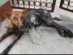 Help Us To Make First Multipurpose Animal Hospital In Siliguri