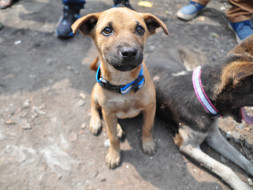 Animals Need Importance Mercy Aid Love and Shelter