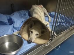 Save Susie The Adorable Indie