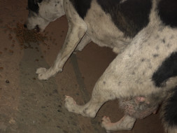 Help Provide Shelter To A Dog Suffering From Tumor