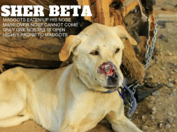 Be The Voice Of Voiceless