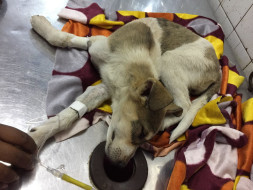 Compassion for the ignored precious souls