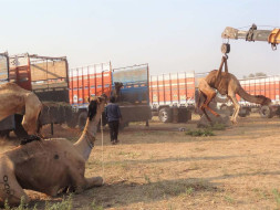 Help PFA Sirohi For Their Permanent Rescue Camels Shelter Project.