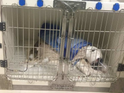 Help Angel To Fight And Come Back Home