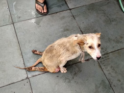 Help These Speechless To Walk Once Again