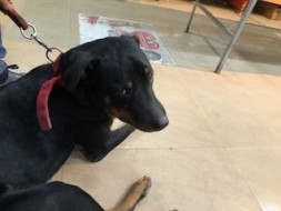 Help Rotty- Help Save An Abandoned Dog