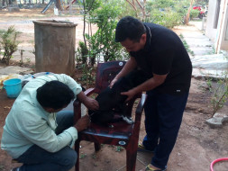 A Campaign For Stray Animals -Angel's Fund