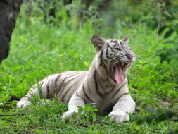 Help Nehru Zoological Park Save and Protect Tigers