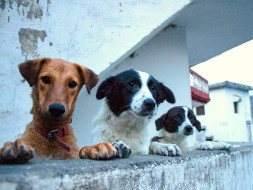 Help Uday And Anahita Take Care Of Rescue Dogs.