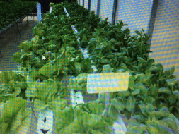 Help Start Urban Farming or Any Where Farming