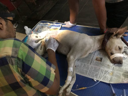 Helping street animals