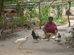 Support 1000 Tribal Women To Raise Poultry for Income & Nutrition