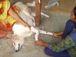 Save an Innocent Life...!