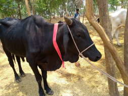 Support DhyanFoundation Rehabilitate 1500+ Rescued Cattle