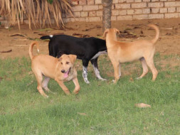 Wagging Tales Home For Abandoned & Rescued Dogs