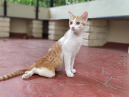 Help Feather Walk Again