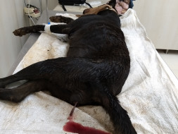 Help Blackie Get Treated