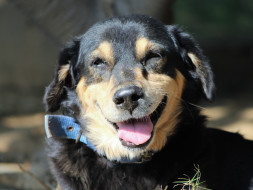 Support Jyoti Who has found forever homes for 10 Indie Dogs in the US