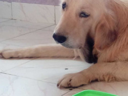 Help champ fight from tumor