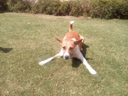 Support A New Life For Rocky