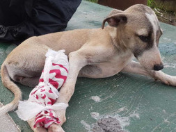 Help us to save more and more Animals by donating for our Shelter