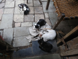 Help sterilizing stray cats
