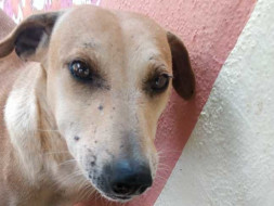 Help ‘Sundari’ Lead A Happy Dog’s Life.