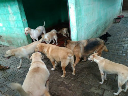Help INCARE To Save More Dogs.