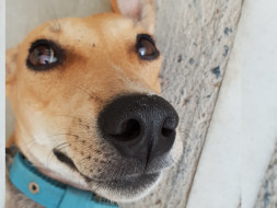 Help Chennai's Street Dogs: Spay the Strays Chennai