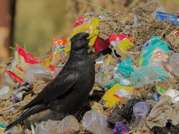 Help Sachin to make Himalaya plastic free #Banplasticinhimalaya