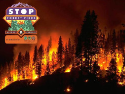 Let's Save The Himalayas From Fires