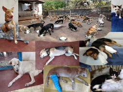 Rescue Relief Sterilise Rehabilitate wounded abandoned abused animals.