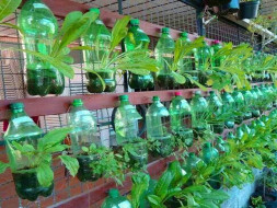 Help Shyam Building Eco-friendly Organic Vertical Garden