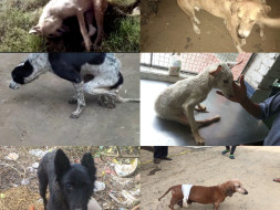 Mishti-Sitara-Chanda-Ginger-Mirchi- help to clear pending Bills