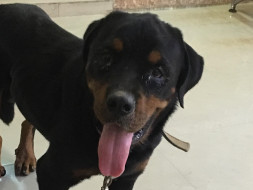 Help The Gorgeous Abandoned Rottweiler Found.