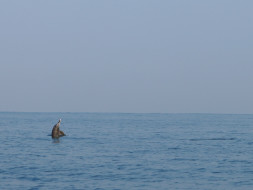 Help Communities Conserve Marine Wildlife In Goa
