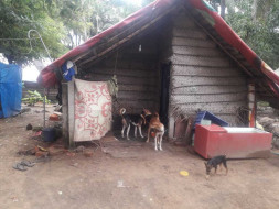 Help Sunitha And Her Rescued Animals In Kerala.