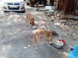 Help Us Continue Feeding The Strays Of Vikhroli (Our Extended Family)