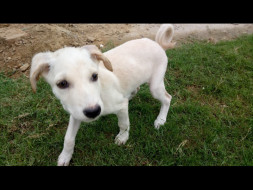 Help Twinkle Raise Funds For Boarding of Darling & Vanilla.