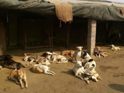Casper's Home Babies Need Your Support.