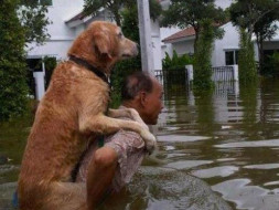 Help Save the Animals of Kerala