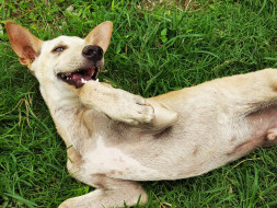 Help Me Save the homeless dogs