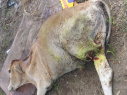 HELP US SAVE MOOSHOO
